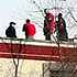 Montana man severely injured after fall from tower